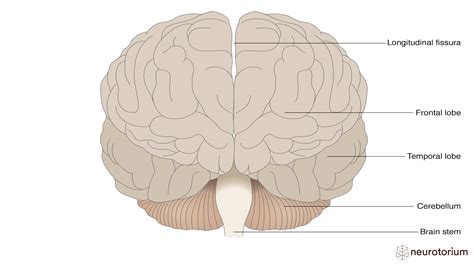 The Brain - Frontal View - Neurotorium