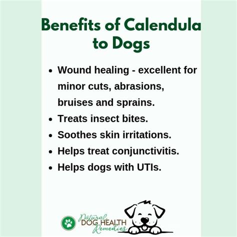 Calendula Benefits for Dogs | Safe Herbs for Dogs