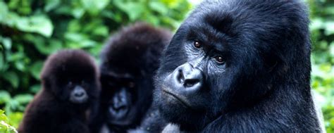 Uganda Gorilla Safaris, Gorilla Trekking in Uganda, Uganda Gorilla tours