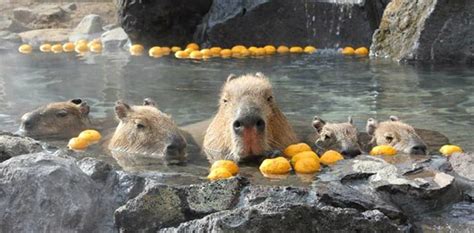 Adorable Capybara Hot Springs | All About Japan