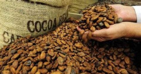 Cocoa Beans To Bring Ghana Foreign-Exchange Market To Life | ESM Magazine