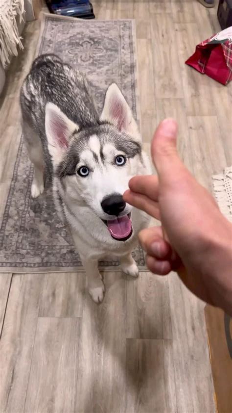 Cute and hilarious husky will make you smile – Artofit