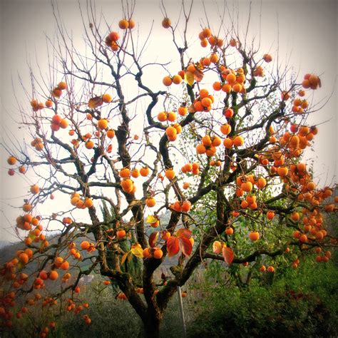 Planting Persimmons and Indoor Gardens