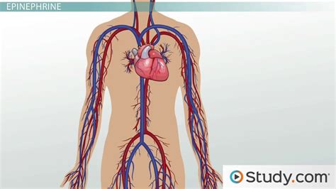 Adrenal Glands: Epinephrine, Norepinephrine & Stress Adaptation ...