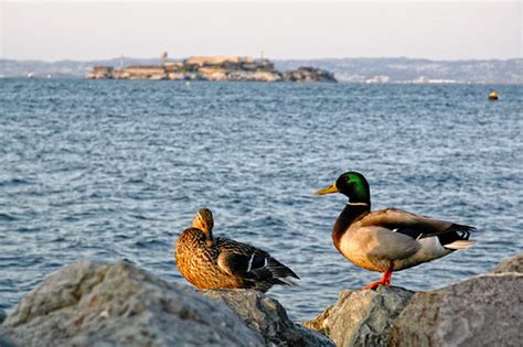 mr. & mrs. mallards | 23/04 Walking around Marina District, … | Flickr