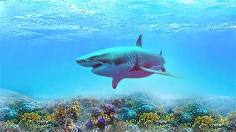 4K Shark Wallpapers High Quality | Download Free