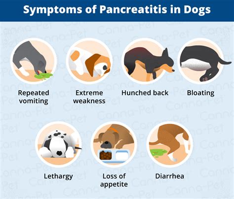 Pancreatitis in Dogs: Symptoms, Causes & More | Canna-Pet