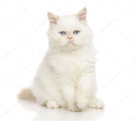 Persian cats on white background — Stock Photo © FotoJagodka #128544208