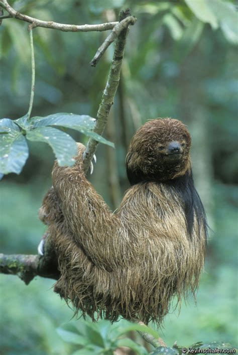 Maned Sloth