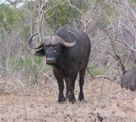 Big 5 - Africa's Most Sought After Animals - Kruger National Park Guide