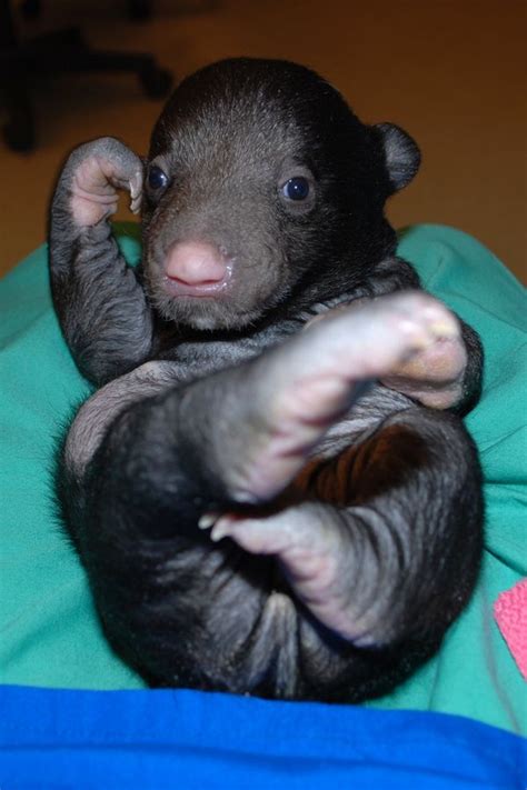 Sloth Bear Cub Gets TLC 24/7 at National Zoo - ZooBorns