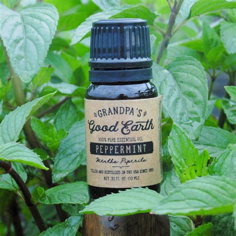 Peppermint Essential Oil 10ml | Grandpa's Good Earth