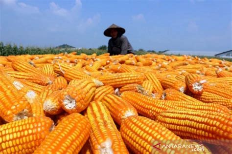 Pakar: Tingkatkan kualitas panen jagung dalam negeri - ANTARA News