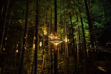 Redwoods Nightlights™ | Redwoods Treewalk Rotorua