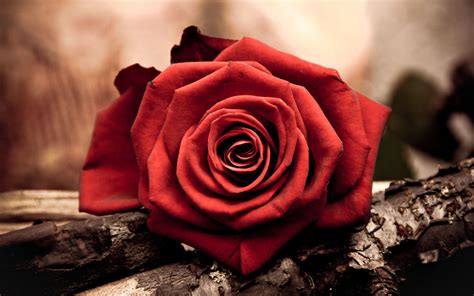 Red Rose Love Wallpapers - Wallpaper Cave