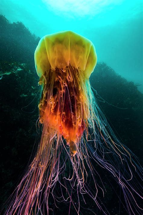 A Lions Mane Jellyfish Rises Photograph by Jennifor Idol - Pixels