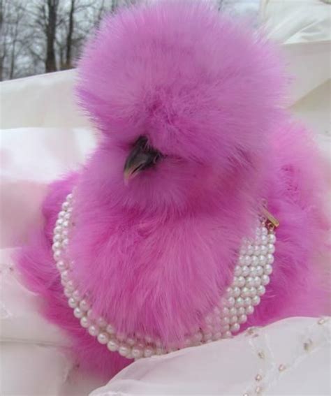 wannabchick's album “Uploads” — Photo 21 of 25 | Silkie chickens, Fancy chickens, Chickens backyard