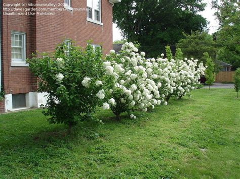 PlantFiles Pictures: Viburnum, Chinese Snowball Bush 'Sterile ...