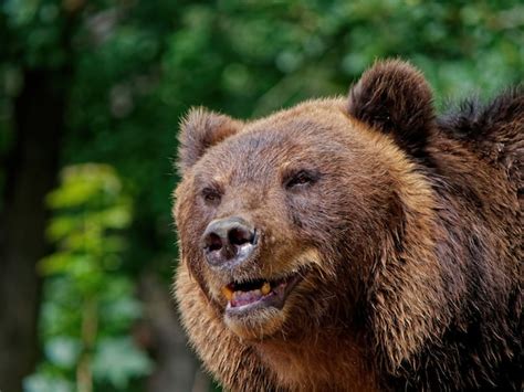 Free Photo | Closeup shot of a brown bear in the forest