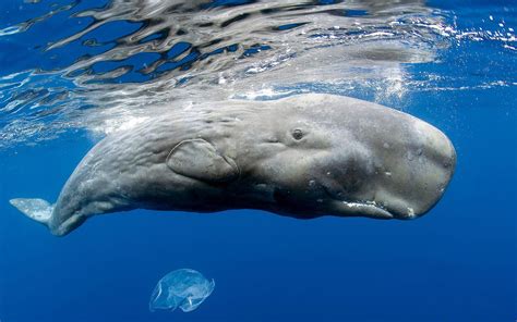 pygmy Sperm whale (Kogia breviceps) | Haaien / Walvissen / Dolfijnen | Pinterest | Creatures ...