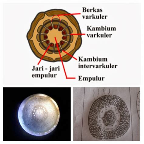 BIologi: TANAMAN MONOKOTIL "AKAR JAGUNG"