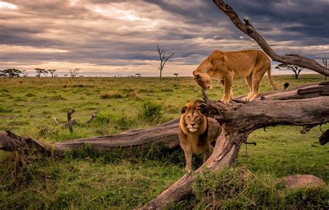 Wallpaper field, grass, tree, Leo, pair, Savannah, Africa, snag, lions ...