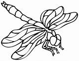 7 Best Images Of Dragonfly Printable Coloring Pages  Clip sketch template