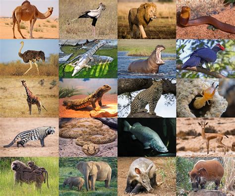 Find the Animals of Mali Quiz - By alvir28