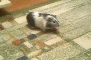 Guinea Pigs Dancing GIF by Cheezburger - Find & Share on GIPHY