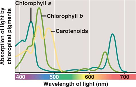 chlorophyll.html 10_09PhotosynthWavelength.jpg