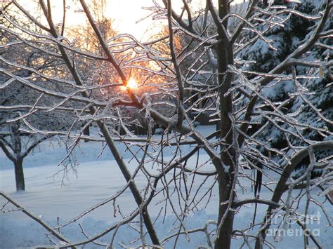 Winter Sun light Digital Art by Vicky Tarcau - Fine Art America