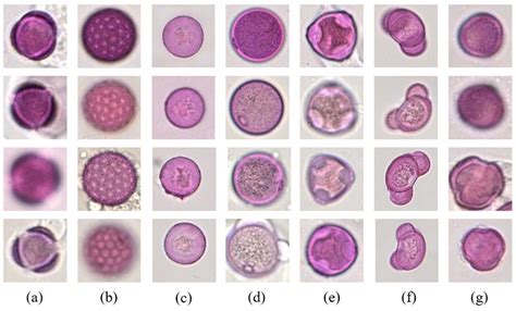 Several example pollen grain images: (a) Artemisia; (b) Chenopodiaceae;... | Download Scientific ...