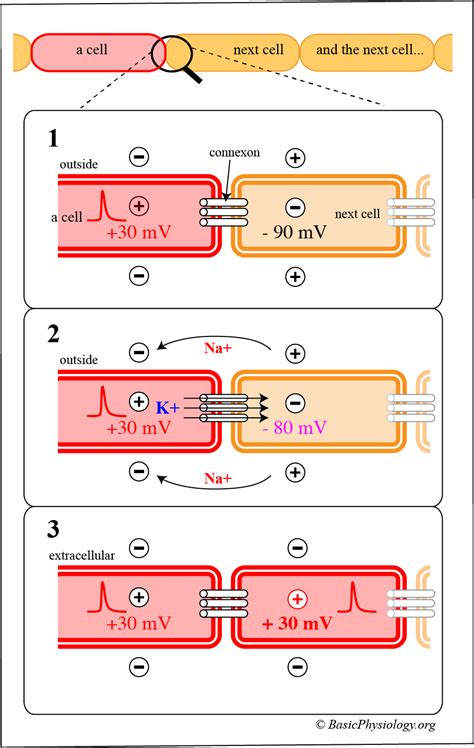 A.3.6. The Electrical Synapse – BasicPhysiology.org