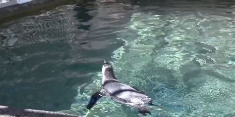 Surf's up! Baby penguin practices her swimming skills | Fox News Video