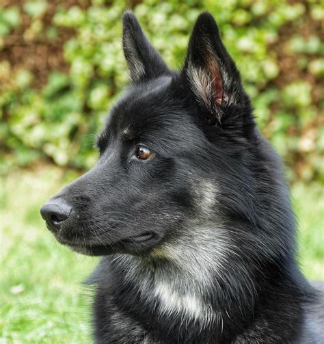 German Shepherd Husky Mix (Gerberian Shepsky Guide)