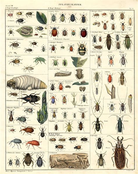 beetle/insect chart | buggity! | Pinterest | Poker chips, Charts and ...