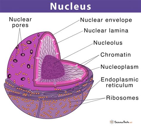 Cell Nucleus: Definition, Structure, & Function, with Diagram