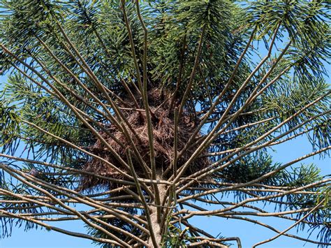 Monk Parakeet Nesting (Behavior, Eggs + Location) | Birdfact