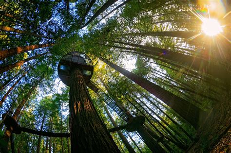 Gallery - Redwoods Treewalk®