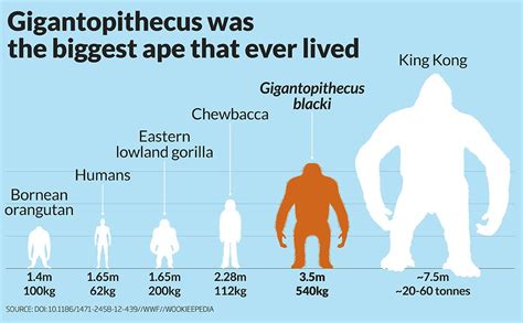 Gigantopithecus would tower over all other great apes (including the ...