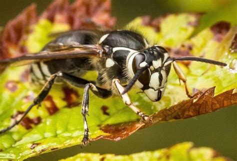 9 Seriously Horrifying Reasons To Fear The Bald-Faced Hornet