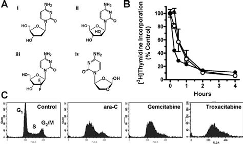 The effect of nucleoside analogues on DNA synthesis | Download Scientific Diagram