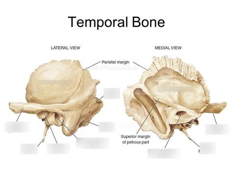 Temporal Diagram | Quizlet