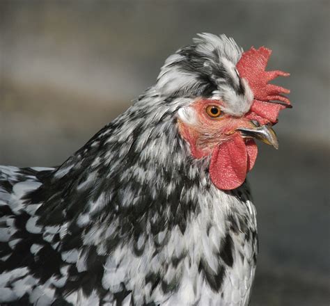 USDA Working On Bird Flu Vaccine For Poultry | KJZZ