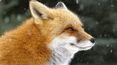 Fox Tales | About | Nature | PBS