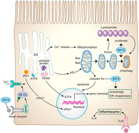 An essential MIF-CD74 signaling axis in kidney tubular regeneration ...