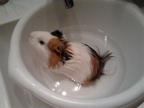 Guinea Pig Pictures