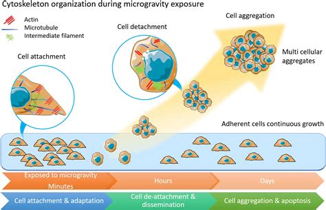 Frontiers | Modeling the Impact of Microgravity at the Cellular Level ...