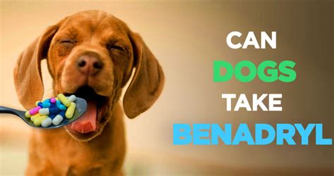 Benadryl for Dogs: Benefits, Dosage, Side Effects, Safety and More