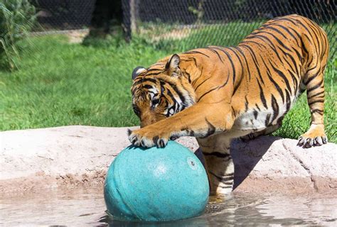 Dickerson Park Zoo – Springfield, Missouri Zoo | Zoo animals list, Atlanta zoo, Detroit zoo